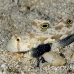 goby_spot_twin_res_kb_h_0293_png0964.jpg